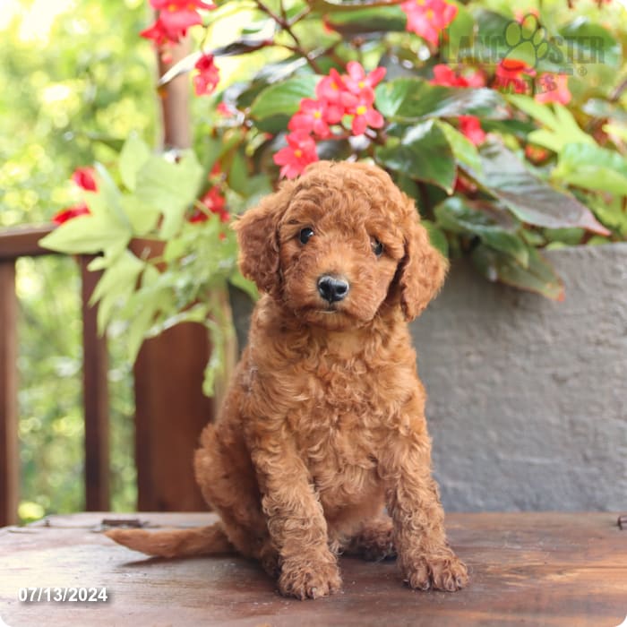 puppy, for, sale, Poodle Mix, John  Lapp, dog, breeder, Millerstown, PA, dog-breeder, puppy-for-sale, forsale, nearby, find, puppyfind, locator, puppylocator, aca