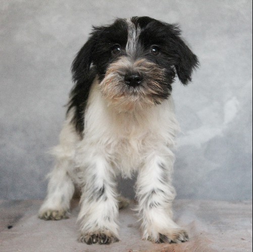 puppy, for, sale, Miniature Schnauzer, rueben  King, dog, breeder, Honey Brook, PA, dog-breeder, puppy-for-sale, forsale, nearby, find, puppyfind, locator, puppylocator, aca