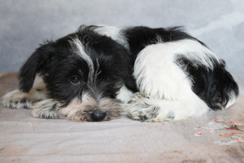 puppy, for, sale, Miniature Schnauzer, rueben  King, dog, breeder, Honey Brook, PA, dog-breeder, puppy-for-sale, forsale, nearby, find, puppyfind, locator, puppylocator, aca