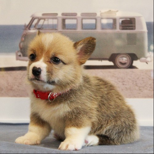 puppy, for, sale, Pembroke Welsh Corgi, Melvin  Fisher, dog, breeder, Coatesville, PA, dog-breeder, puppy-for-sale, forsale, nearby, find, puppyfind, locator, puppylocator, aca