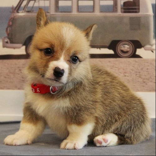 puppy, for, sale, Pembroke Welsh Corgi, Melvin  Fisher, dog, breeder, Coatesville, PA, dog-breeder, puppy-for-sale, forsale, nearby, find, puppyfind, locator, puppylocator, aca