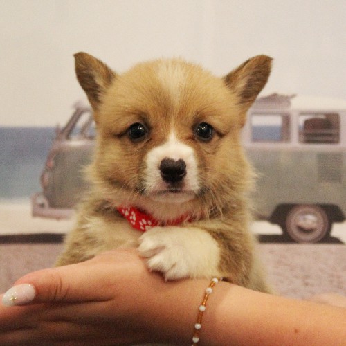 puppy, for, sale, Pembroke Welsh Corgi, Melvin  Fisher, dog, breeder, Coatesville, PA, dog-breeder, puppy-for-sale, forsale, nearby, find, puppyfind, locator, puppylocator, aca