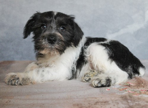 puppy, for, sale, Miniature Schnauzer, rueben  King, dog, breeder, Honey Brook, PA, dog-breeder, puppy-for-sale, forsale, nearby, find, puppyfind, locator, puppylocator, aca