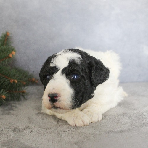 puppy, for, sale, Portuguese Water Dog, Steven Jay Stoltzfus, dog, breeder, Gap, PA, dog-breeder, puppy-for-sale, forsale, nearby, find, puppyfind, locator, puppylocator, aca