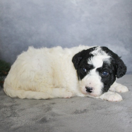 puppy, for, sale, Portuguese Water Dog, Steven Jay Stoltzfus, dog, breeder, Gap, PA, dog-breeder, puppy-for-sale, forsale, nearby, find, puppyfind, locator, puppylocator, aca