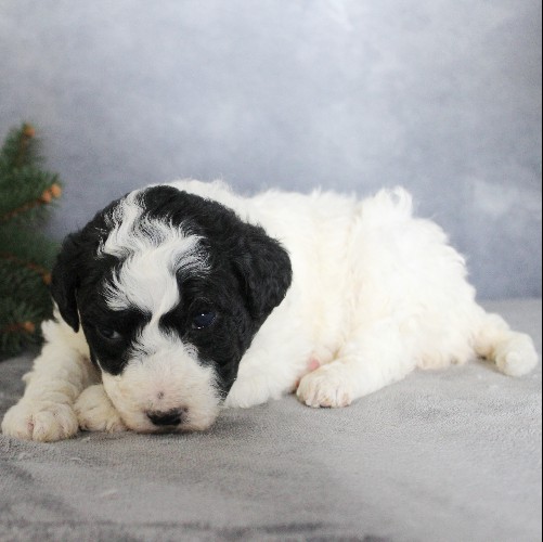 puppy, for, sale, Portuguese Water Dog, Steven Jay Stoltzfus, dog, breeder, Gap, PA, dog-breeder, puppy-for-sale, forsale, nearby, find, puppyfind, locator, puppylocator, aca