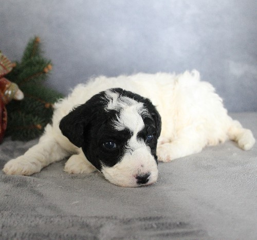 puppy, for, sale, Portuguese Water Dog, Steven Jay Stoltzfus, dog, breeder, Gap, PA, dog-breeder, puppy-for-sale, forsale, nearby, find, puppyfind, locator, puppylocator, aca