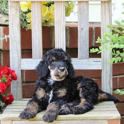puppy, for, sale, Standard Poodle, John  Stoltzfus, dog, breeder, Christiana, PA, dog-breeder, puppy-for-sale, forsale, nearby, find, puppyfind, locator, puppylocator, aca
