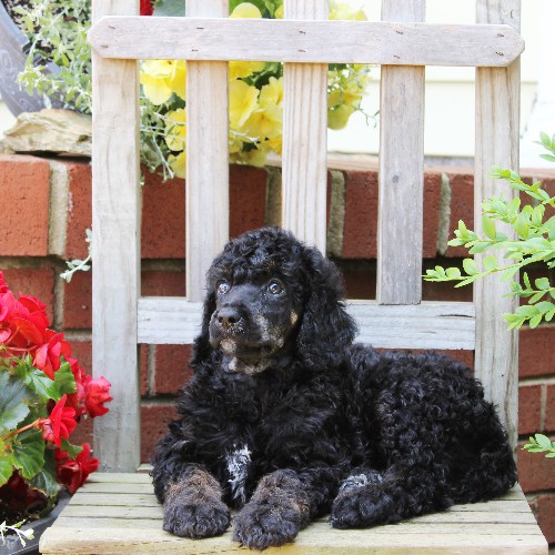 puppy, for, sale, Standard Poodle, John  Stoltzfus, dog, breeder, Christiana, PA, dog-breeder, puppy-for-sale, forsale, nearby, find, puppyfind, locator, puppylocator, aca