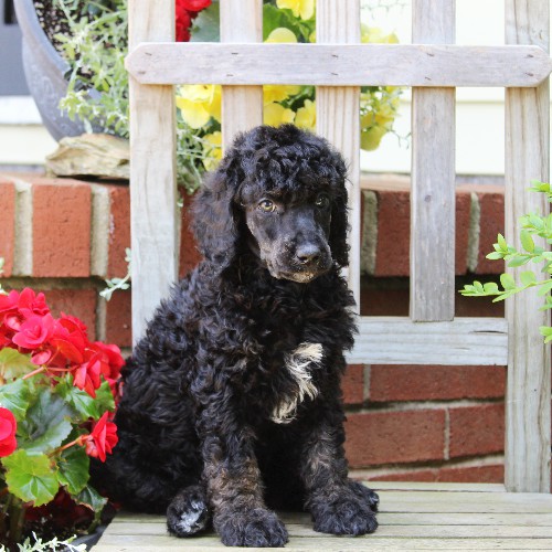 puppy, for, sale, Standard Poodle, John  Stoltzfus, dog, breeder, Christiana, PA, dog-breeder, puppy-for-sale, forsale, nearby, find, puppyfind, locator, puppylocator, aca
