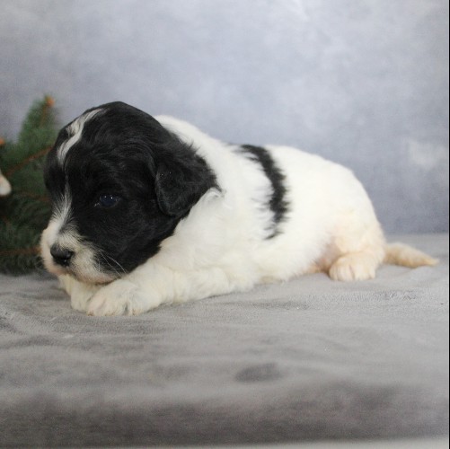 puppy, for, sale, Portuguese Water Dog, Steven Jay Stoltzfus, dog, breeder, Gap, PA, dog-breeder, puppy-for-sale, forsale, nearby, find, puppyfind, locator, puppylocator, aca