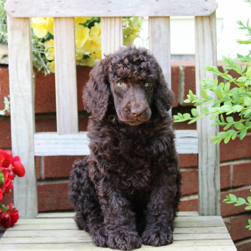 puppy, for, sale, Standard Poodle, John  Stoltzfus, dog, breeder, Christiana, PA, dog-breeder, puppy-for-sale, forsale, nearby, find, puppyfind, locator, puppylocator, aca