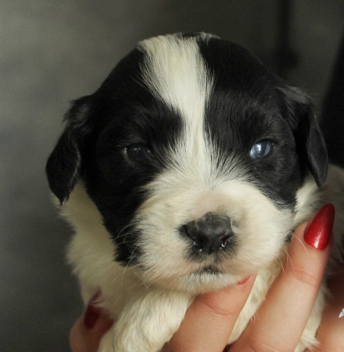 puppy, for, sale, Portuguese Water Dog, Steven Jay Stoltzfus, dog, breeder, Gap, PA, dog-breeder, puppy-for-sale, forsale, nearby, find, puppyfind, locator, puppylocator, aca