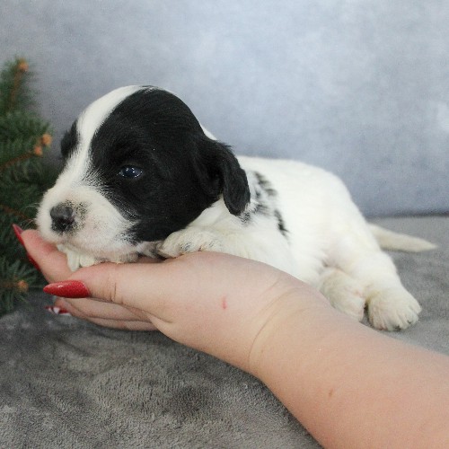 puppy, for, sale, Portuguese Water Dog, Steven Jay Stoltzfus, dog, breeder, Gap, PA, dog-breeder, puppy-for-sale, forsale, nearby, find, puppyfind, locator, puppylocator, aca