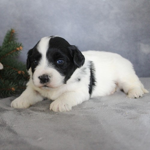 puppy, for, sale, Portuguese Water Dog, Steven Jay Stoltzfus, dog, breeder, Gap, PA, dog-breeder, puppy-for-sale, forsale, nearby, find, puppyfind, locator, puppylocator, aca