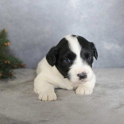 puppy, for, sale, Portuguese Water Dog, Steven Jay Stoltzfus, dog, breeder, Gap, PA, dog-breeder, puppy-for-sale, forsale, nearby, find, puppyfind, locator, puppylocator, aca