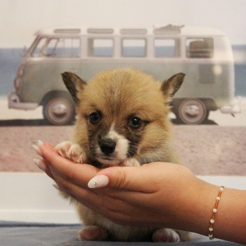 puppy, for, sale, Pembroke Welsh Corgi, Melvin  Fisher, dog, breeder, Coatesville, PA, dog-breeder, puppy-for-sale, forsale, nearby, find, puppyfind, locator, puppylocator, aca