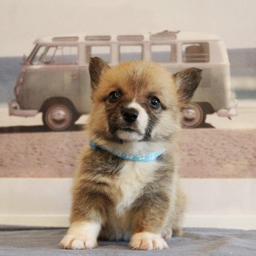 puppy, for, sale, Pembroke Welsh Corgi, Melvin  Fisher, dog, breeder, Coatesville, PA, dog-breeder, puppy-for-sale, forsale, nearby, find, puppyfind, locator, puppylocator, aca
