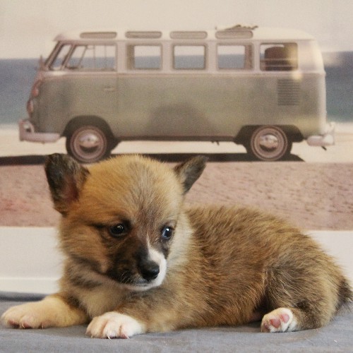 puppy, for, sale, Pembroke Welsh Corgi, Melvin  Fisher, dog, breeder, Coatesville, PA, dog-breeder, puppy-for-sale, forsale, nearby, find, puppyfind, locator, puppylocator, aca