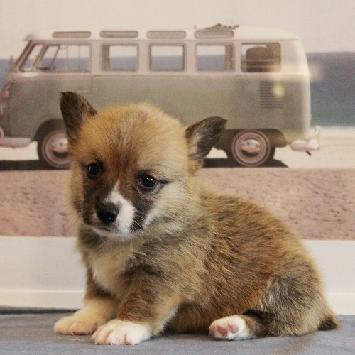 puppy, for, sale, Pembroke Welsh Corgi, Melvin  Fisher, dog, breeder, Coatesville, PA, dog-breeder, puppy-for-sale, forsale, nearby, find, puppyfind, locator, puppylocator, aca