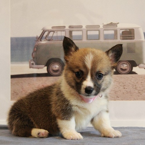 puppy, for, sale, Pembroke Welsh Corgi, Melvin  Fisher, dog, breeder, Coatesville, PA, dog-breeder, puppy-for-sale, forsale, nearby, find, puppyfind, locator, puppylocator, aca
