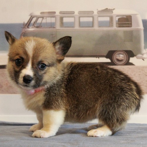 puppy, for, sale, Pembroke Welsh Corgi, Melvin  Fisher, dog, breeder, Coatesville, PA, dog-breeder, puppy-for-sale, forsale, nearby, find, puppyfind, locator, puppylocator, aca