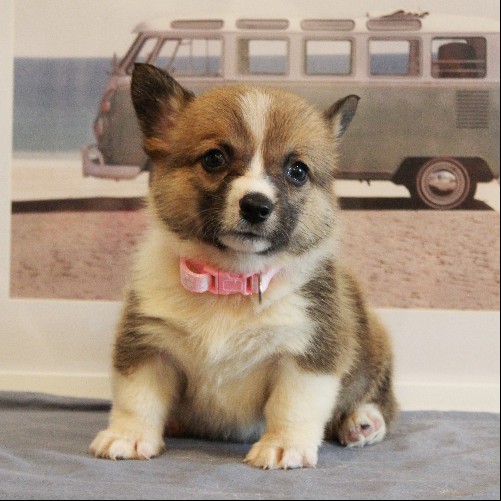 puppy, for, sale, Pembroke Welsh Corgi, Melvin  Fisher, dog, breeder, Coatesville, PA, dog-breeder, puppy-for-sale, forsale, nearby, find, puppyfind, locator, puppylocator, aca
