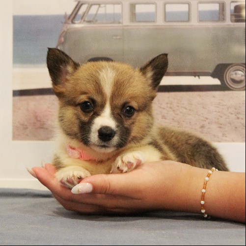 puppy, for, sale, Pembroke Welsh Corgi, Melvin  Fisher, dog, breeder, Coatesville, PA, dog-breeder, puppy-for-sale, forsale, nearby, find, puppyfind, locator, puppylocator, aca