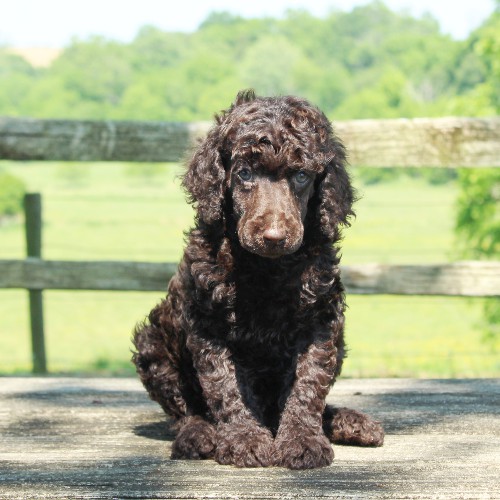 puppy, for, sale, Standard Poodle, John  Stoltzfus, dog, breeder, Christiana, PA, dog-breeder, puppy-for-sale, forsale, nearby, find, puppyfind, locator, puppylocator, aca