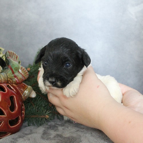 puppy, for, sale, Portuguese Water Dog, Steven Jay Stoltzfus, dog, breeder, Gap, PA, dog-breeder, puppy-for-sale, forsale, nearby, find, puppyfind, locator, puppylocator, aca