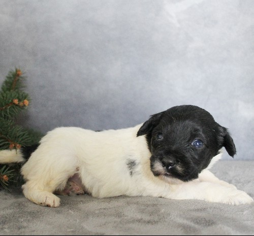 puppy, for, sale, Portuguese Water Dog, Steven Jay Stoltzfus, dog, breeder, Gap, PA, dog-breeder, puppy-for-sale, forsale, nearby, find, puppyfind, locator, puppylocator, aca