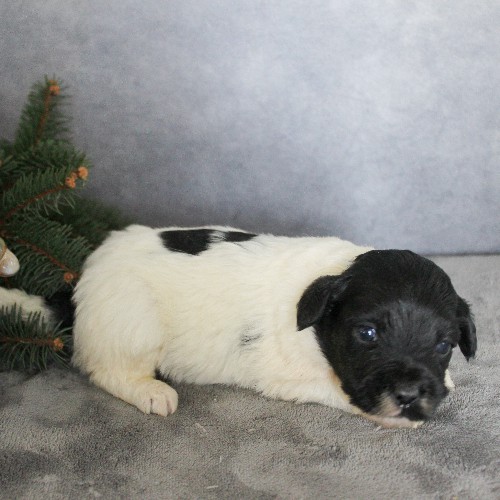 puppy, for, sale, Portuguese Water Dog, Steven Jay Stoltzfus, dog, breeder, Gap, PA, dog-breeder, puppy-for-sale, forsale, nearby, find, puppyfind, locator, puppylocator, aca