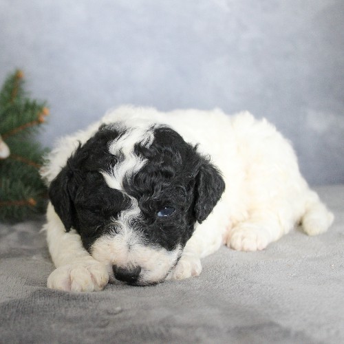 puppy, for, sale, Portuguese Water Dog, Steven Jay Stoltzfus, dog, breeder, Gap, PA, dog-breeder, puppy-for-sale, forsale, nearby, find, puppyfind, locator, puppylocator, aca