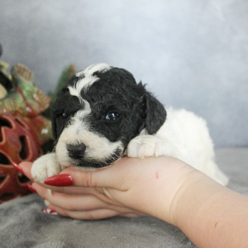 puppy, for, sale, Portuguese Water Dog, Steven Jay Stoltzfus, dog, breeder, Gap, PA, dog-breeder, puppy-for-sale, forsale, nearby, find, puppyfind, locator, puppylocator, aca