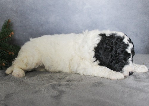 puppy, for, sale, Portuguese Water Dog, Steven Jay Stoltzfus, dog, breeder, Gap, PA, dog-breeder, puppy-for-sale, forsale, nearby, find, puppyfind, locator, puppylocator, aca
