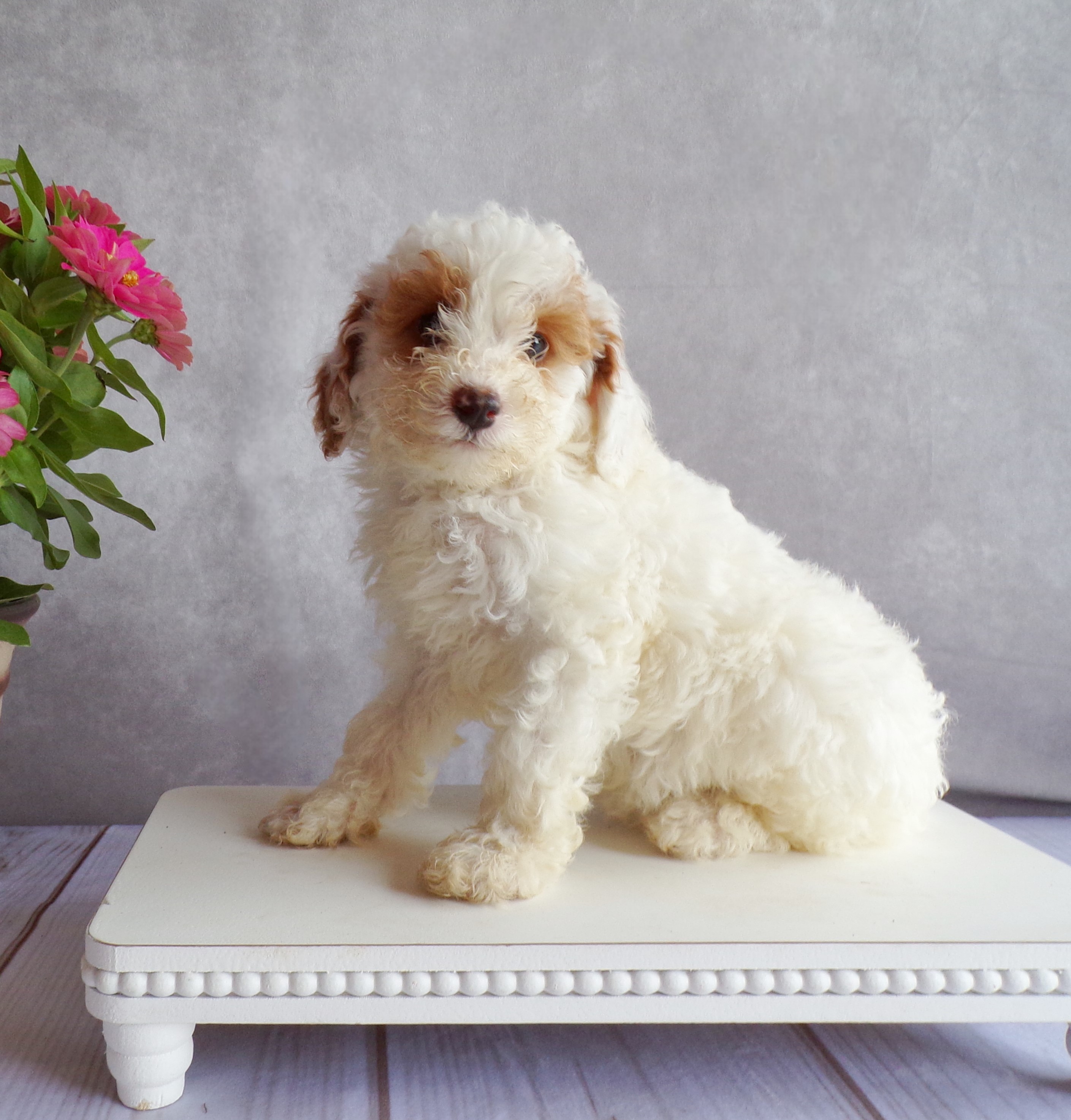 puppy, for, sale, Miniature Poodle, Levi  King, dog, breeder, Honey Brook, PA, dog-breeder, puppy-for-sale, forsale, nearby, find, puppyfind, locator, puppylocator, aca
