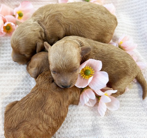 puppy, for, sale, Toy Poodle, Daniel J. Stoltzfoos, dog, breeder, Coatesville, PA, dog-breeder, puppy-for-sale, forsale, nearby, find, puppyfind, locator, puppylocator, aca