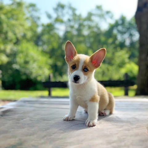 puppy, for, sale, Pembroke Welsh Corgi, Daniel J. Stoltzfoos, dog, breeder, Coatesville, PA, dog-breeder, puppy-for-sale, forsale, nearby, find, puppyfind, locator, puppylocator, aca