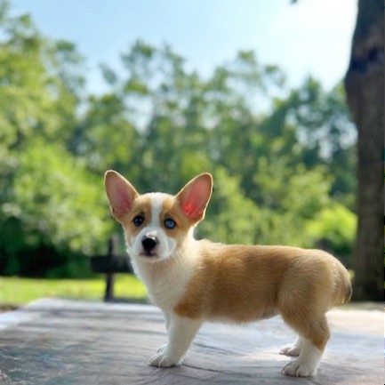 puppy, for, sale, Pembroke Welsh Corgi, Daniel J. Stoltzfoos, dog, breeder, Coatesville, PA, dog-breeder, puppy-for-sale, forsale, nearby, find, puppyfind, locator, puppylocator, aca
