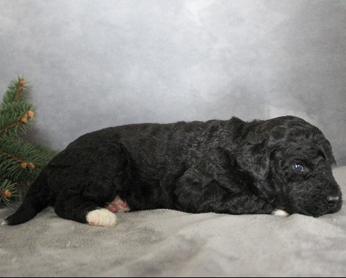 puppy, for, sale, Portuguese Water Dog, Steven Jay Stoltzfus, dog, breeder, Gap, PA, dog-breeder, puppy-for-sale, forsale, nearby, find, puppyfind, locator, puppylocator, aca