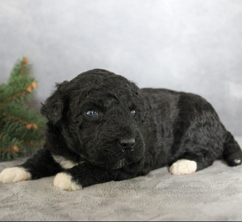 puppy, for, sale, Portuguese Water Dog, Steven Jay Stoltzfus, dog, breeder, Gap, PA, dog-breeder, puppy-for-sale, forsale, nearby, find, puppyfind, locator, puppylocator, aca