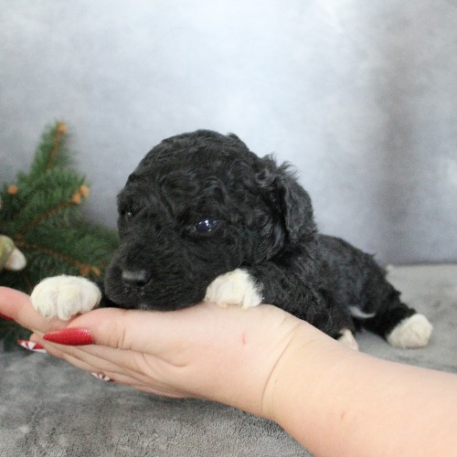 puppy, for, sale, Portuguese Water Dog, Steven Jay Stoltzfus, dog, breeder, Gap, PA, dog-breeder, puppy-for-sale, forsale, nearby, find, puppyfind, locator, puppylocator, aca