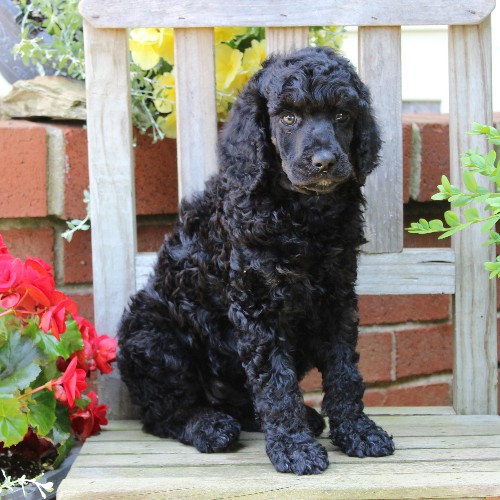 puppy, for, sale, Standard Poodle, John  Stoltzfus, dog, breeder, Christiana, PA, dog-breeder, puppy-for-sale, forsale, nearby, find, puppyfind, locator, puppylocator, aca