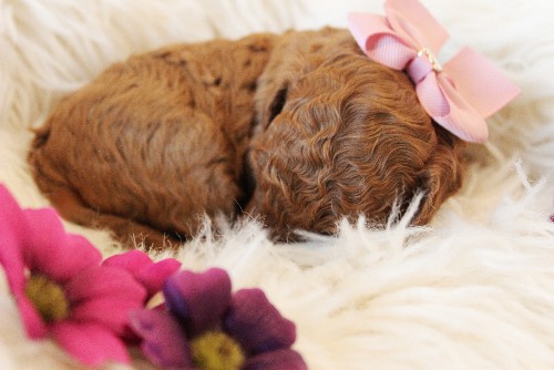 puppy, for, sale, Toy Poodle, Melvin  Fisher, dog, breeder, Coatesville, PA, dog-breeder, puppy-for-sale, forsale, nearby, find, puppyfind, locator, puppylocator, aca