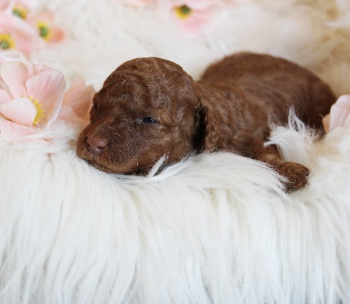 puppy, for, sale, Toy Poodle, Melvin  Fisher, dog, breeder, Coatesville, PA, dog-breeder, puppy-for-sale, forsale, nearby, find, puppyfind, locator, puppylocator, aca