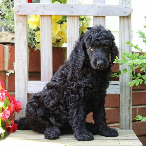 puppy, for, sale, Standard Poodle, John  Stoltzfus, dog, breeder, Christiana, PA, dog-breeder, puppy-for-sale, forsale, nearby, find, puppyfind, locator, puppylocator, aca