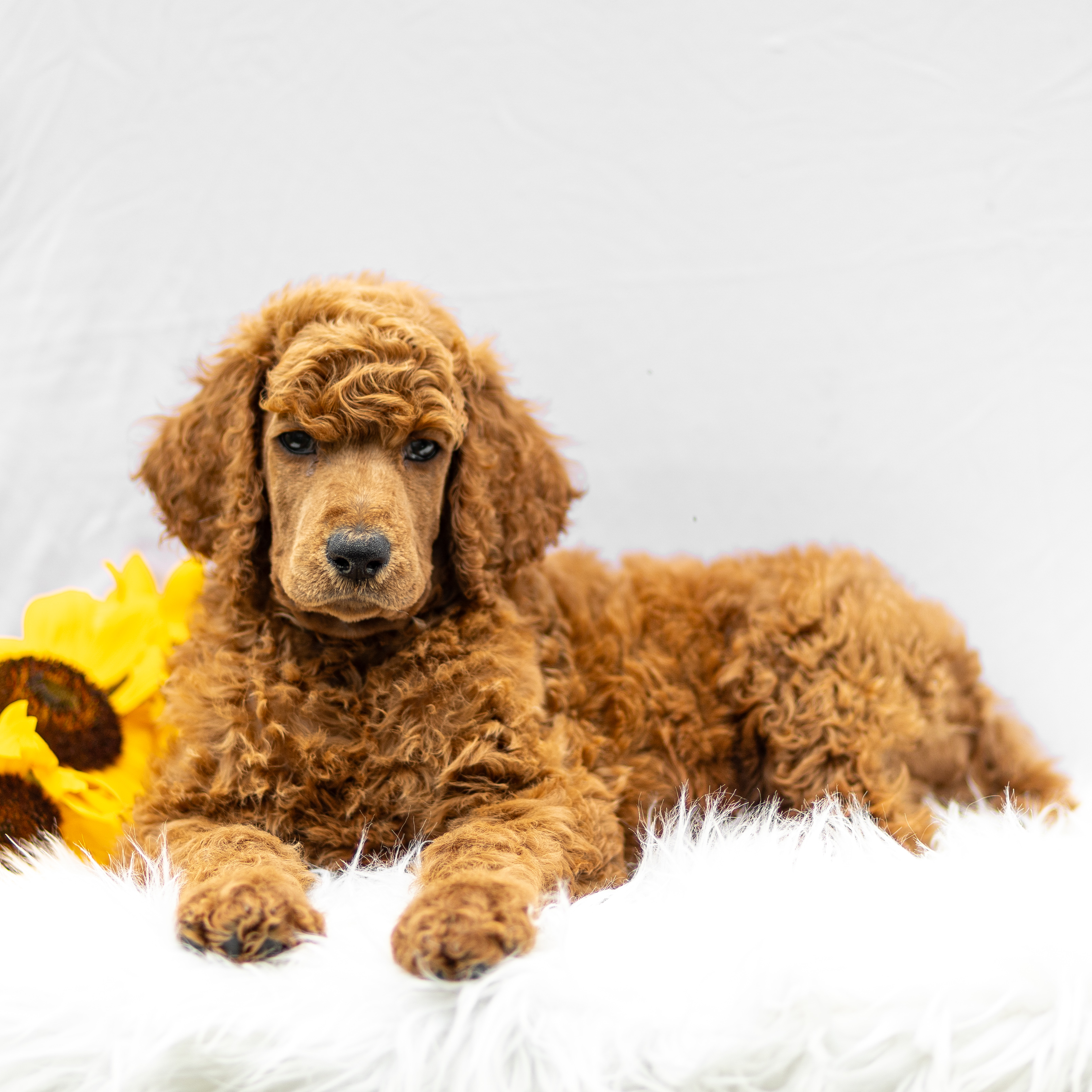 puppy, for, sale, Standard Poodle, John  Stoltzfus, dog, breeder, Christiana, PA, dog-breeder, puppy-for-sale, forsale, nearby, find, puppyfind, locator, puppylocator, aca