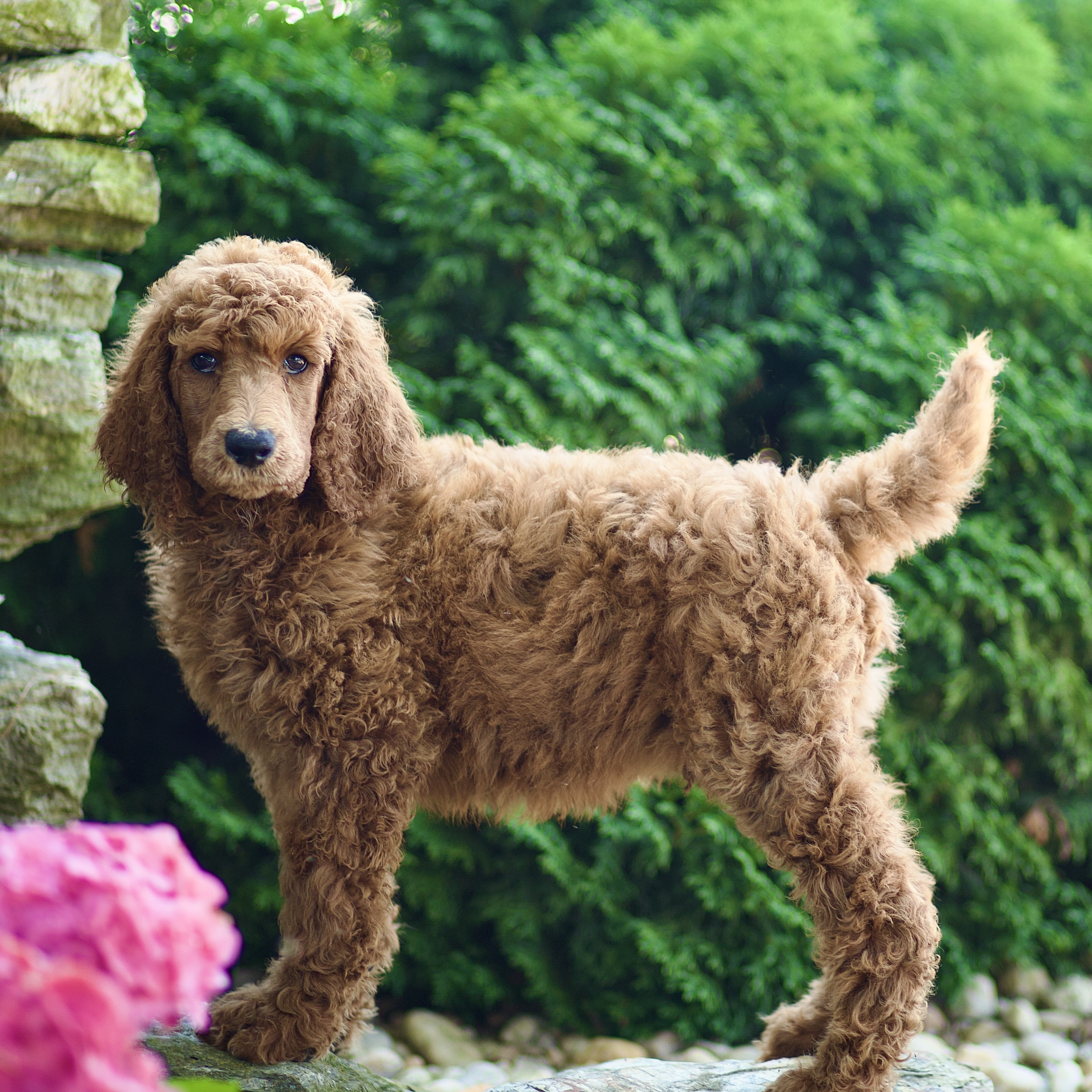 puppy, for, sale, Standard Poodle, John  Stoltzfus, dog, breeder, Christiana, PA, dog-breeder, puppy-for-sale, forsale, nearby, find, puppyfind, locator, puppylocator, aca
