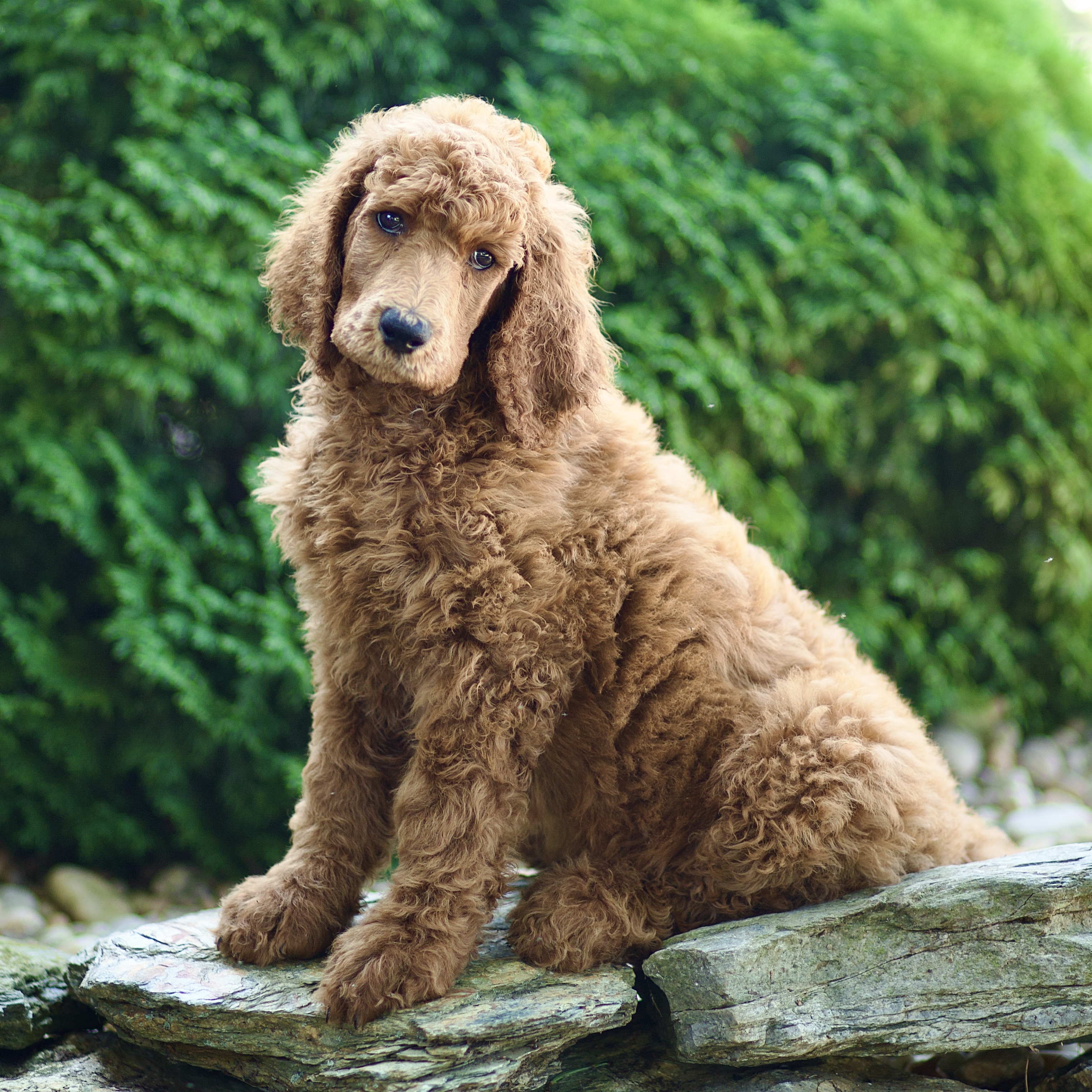 puppy, for, sale, Standard Poodle, John  Stoltzfus, dog, breeder, Christiana, PA, dog-breeder, puppy-for-sale, forsale, nearby, find, puppyfind, locator, puppylocator, aca