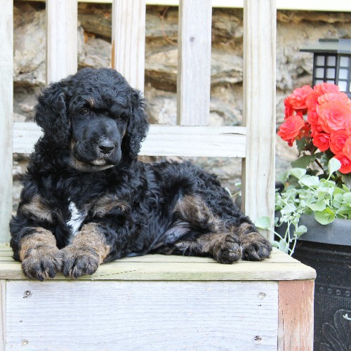 puppy, for, sale, Standard Poodle, John  Stoltzfus, dog, breeder, Christiana, PA, dog-breeder, puppy-for-sale, forsale, nearby, find, puppyfind, locator, puppylocator, aca